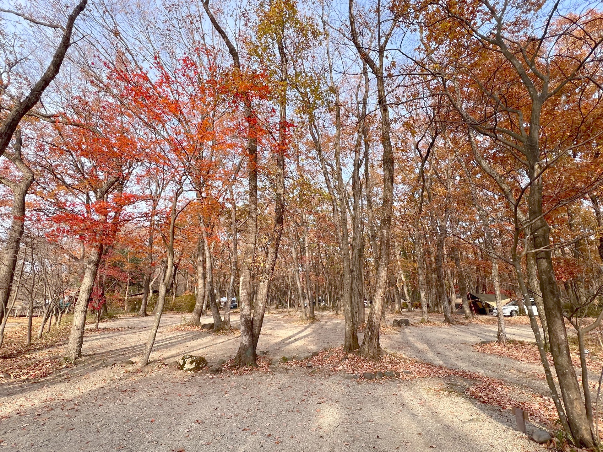 紅葉の林間サイト2