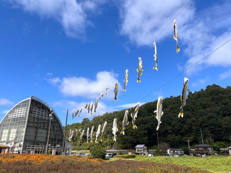 魚のぼりと建物