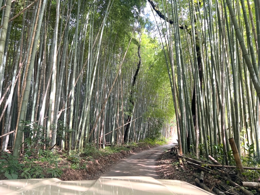 キャンプ場へ向かう竹林の道